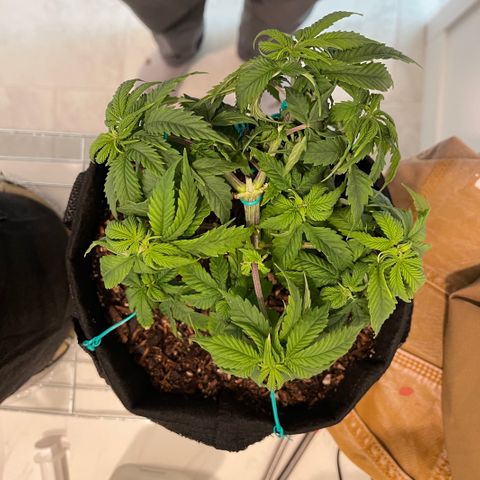 Mary growlog photo: LST