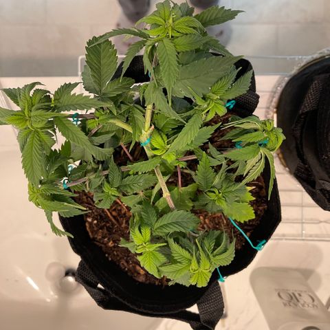 Jane growlog photo: LST