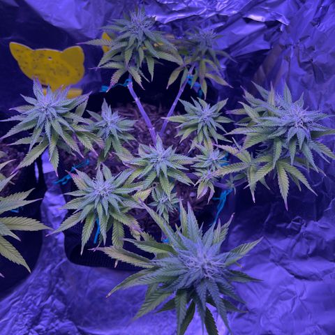 Jane growlog timeline photo