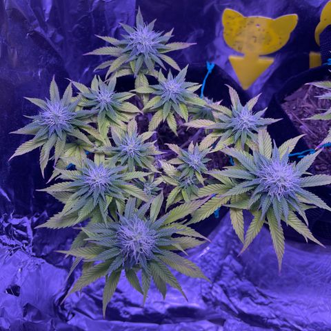 Mary growlog timeline photo