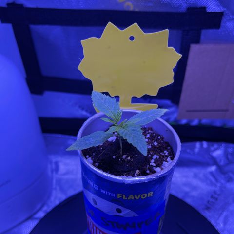 Sour Stomper growlog timeline photo