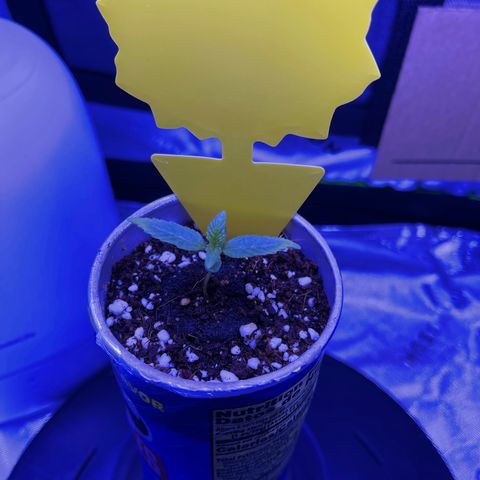 Sour Stomper growlog timeline photo