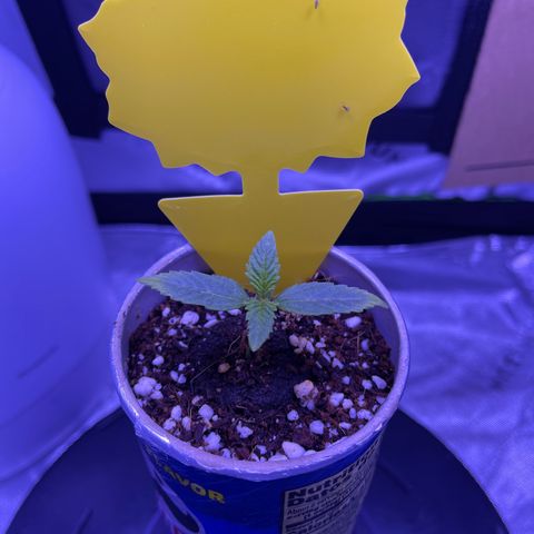 Sour Stomper growlog timeline photo