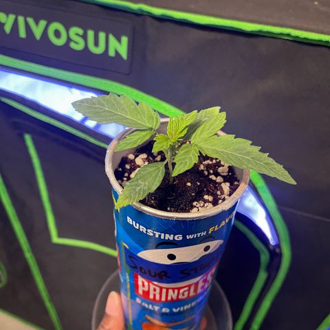 Sour Stomper growlog photo: Growing well. Root coming out of bottom of can