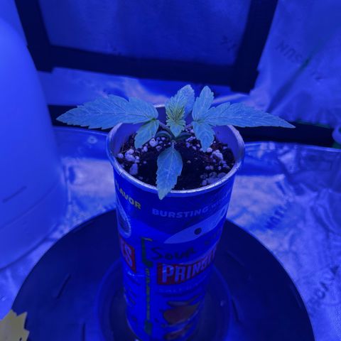 Sour Stomper growlog photo: Growing well. Root coming out of bottom of can