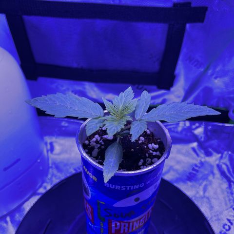 Sour Stomper growlog photo: Growing larger every day. 5 fingered leaves coming through. Increasing fertigation to 500+ppm