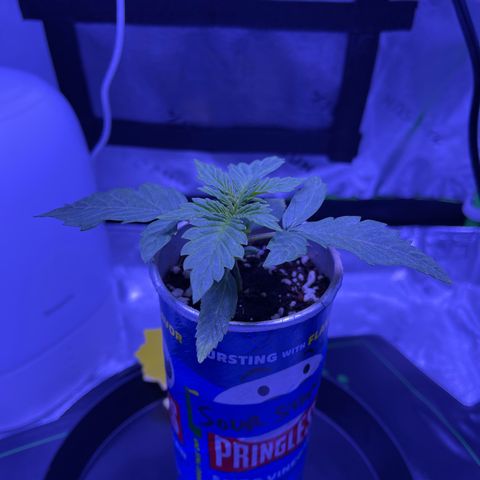 Sour Stomper growlog timeline photo