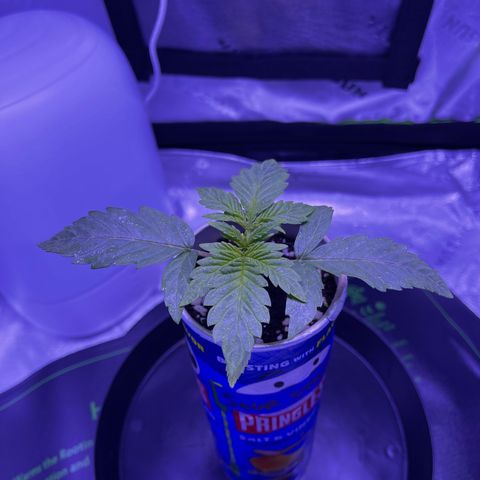 Sour Stomper growlog timeline photo