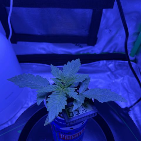 Sour Stomper growlog timeline photo