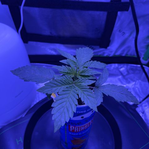 Sour Stomper growlog photo: Growing every day. Runoff ph climbing, will increase ppm next couple feedings 