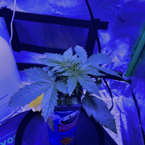Sour Stomper growlog timeline photo