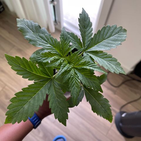 Sour Stomper growlog timeline photo
