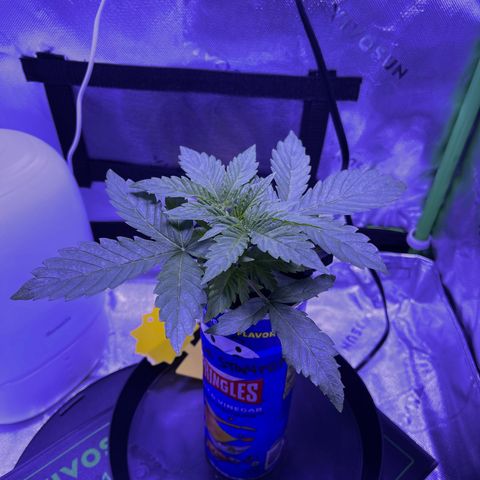 Sour Stomper growlog photo: Growing steadily, no rapid growth yet, but I mayb be holding back nutes. Increasing ppm by 30pts.