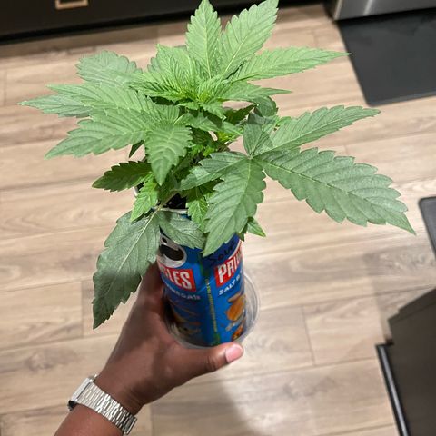 Sour Stomper growlog timeline photo