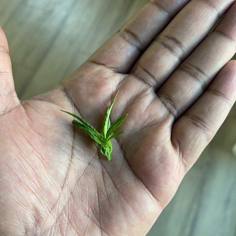 Sour Stomper growlog photo: Topped 5th node 