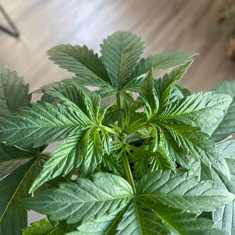 Sour Stomper growlog photo: Topped 5th node 