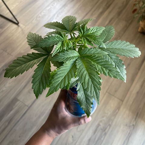 Sour Stomper growlog photo: Topped 5th node 