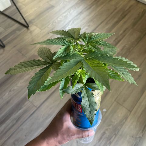 Sour Stomper growlog photo: Not slowing down from topping