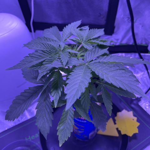 Sour Stomper growlog timeline photo