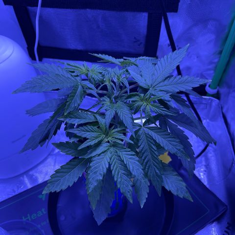 Sour Stomper growlog photo: Started flower nutes