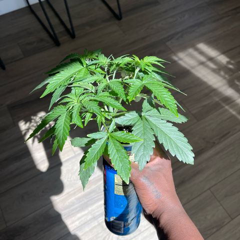 Sour Stomper growlog photo: Growing beautifully 