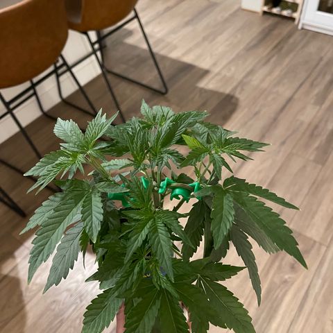 Sour Stomper growlog photo: LST