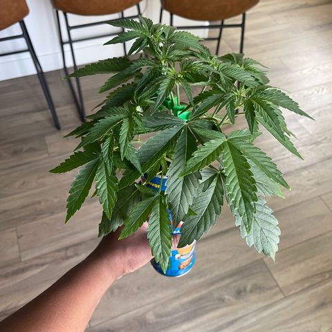 Sour Stomper growlog photo: Stretching