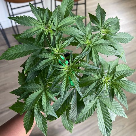 Sour Stomper growlog photo: Stretching