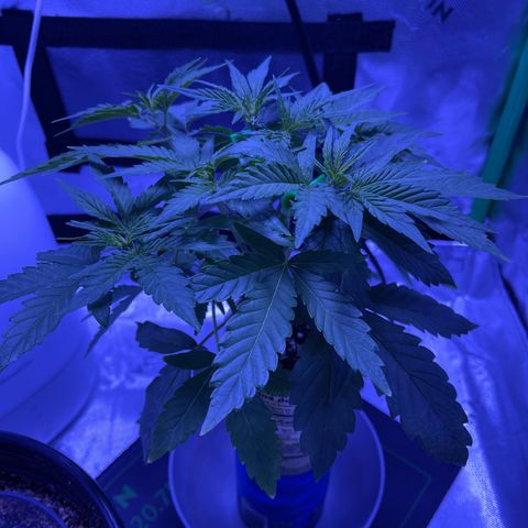 Sour Stomper growlog timeline photo