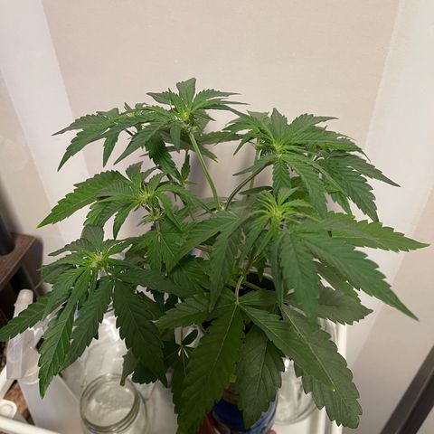 Sour Stomper growlog timeline photo