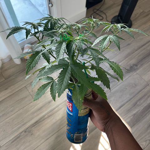 Sour Stomper growlog photo: Flowers are developing nicely! 