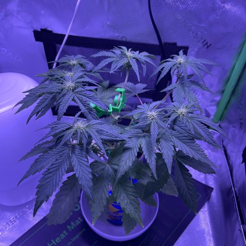 Sour Stomper growlog timeline photo