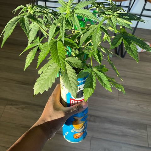 Sour Stomper growlog timeline photo
