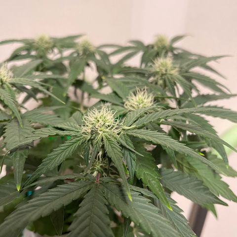 Sour Stomper growlog timeline photo