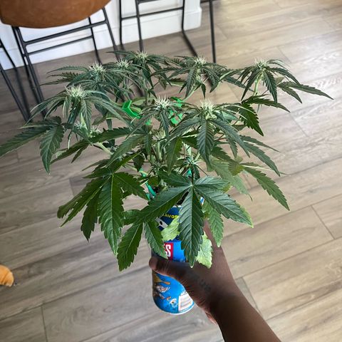 Sour Stomper growlog timeline photo