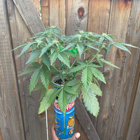 Sour Stomper growlog photo: Lookin healthy
