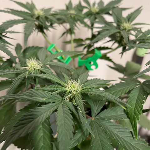 Sour Stomper growlog timeline photo