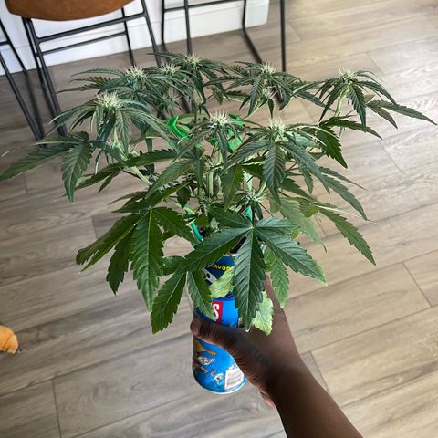 Sour Stomper growlog timeline photo
