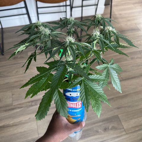 Sour Stomper growlog photo: Bud development 