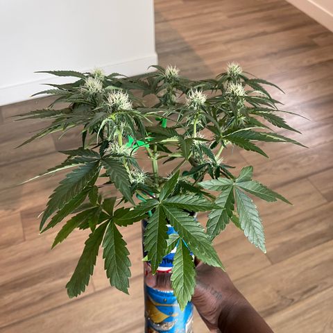 Sour Stomper growlog timeline photo