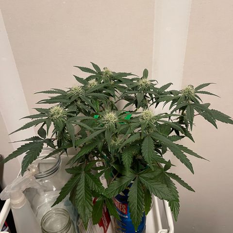 Sour Stomper growlog timeline photo