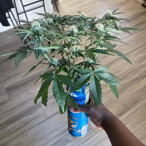 Sour Stomper growlog photo: Minor defoliation; 2 leaves