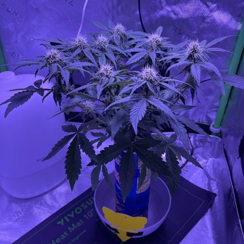 Sour Stomper growlog photo: Minor defoliation; 2 leaves