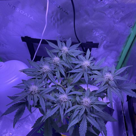 Sour Stomper growlog photo: Minor defoliation; 2 leaves
