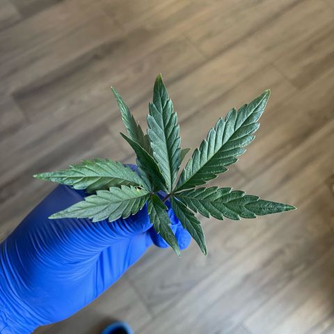 Sour Stomper growlog photo: Minor defoliation; 2 leaves