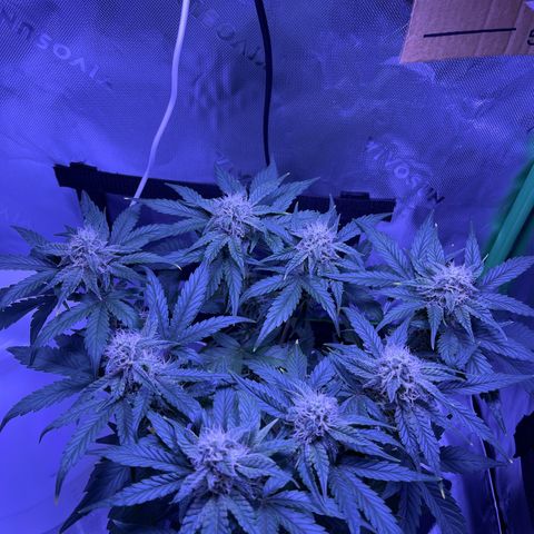 Sour Stomper growlog photo: So far so great. Smells hella musty