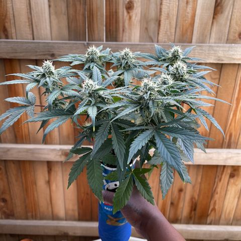 Sour Stomper growlog photo: So far so great. Smells hella musty