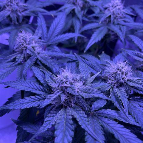 Sour Stomper growlog photo: So far so great. Smells hella musty