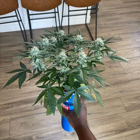 Sour Stomper growlog timeline photo