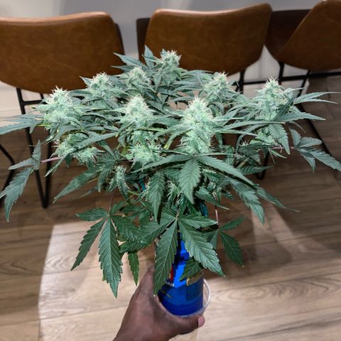 Sour Stomper growlog photo: Progress, buds are stacking and pistils are slowly maturing 